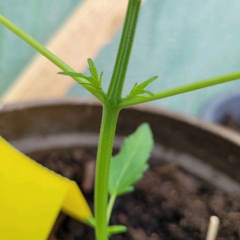 Green Gelato Auto growlog photo: Bildung neuer Triebe an den Nodien