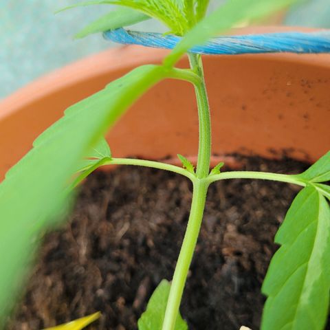 Cookies Gelato Automatic growlog photo: Bildung neuer Triebe an den Nodien