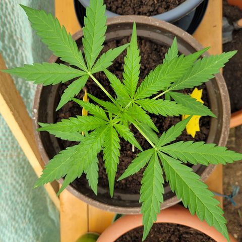 Green Gelato Auto growlog timeline photo
