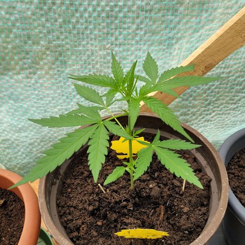 Green Gelato Auto growlog timeline photo