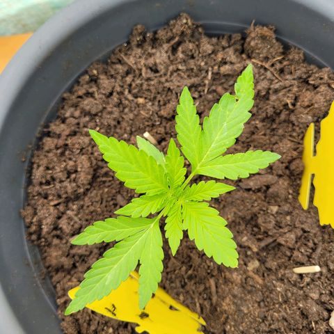 Fat Banana Automatic growlog timeline photo