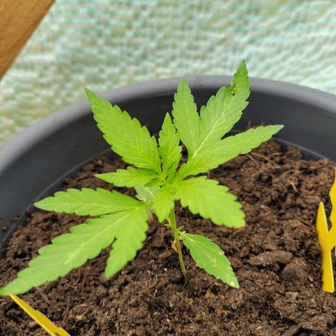 Fat Banana Automatic growlog timeline photo