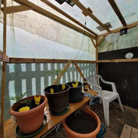 Cookies Gelato Automatic growlog photo: Neue Solarlampe erhalten mit mehr Power als das LED Band