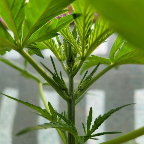 Green Gelato Auto growlog photo: Start Vorblüte