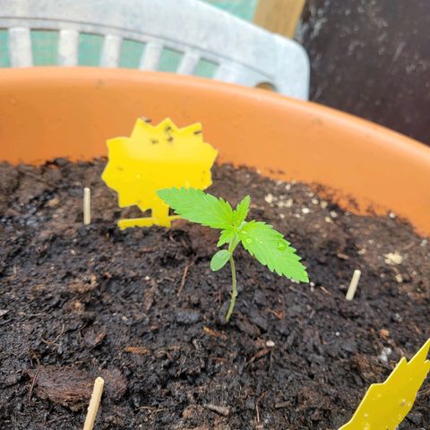 Special Queen #1 growlog timeline photo