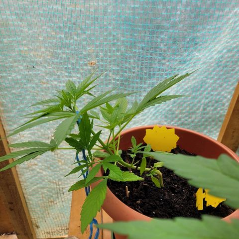 Cookies Gelato Automatic growlog timeline photo
