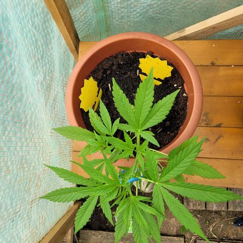 Cookies Gelato Automatic growlog timeline photo