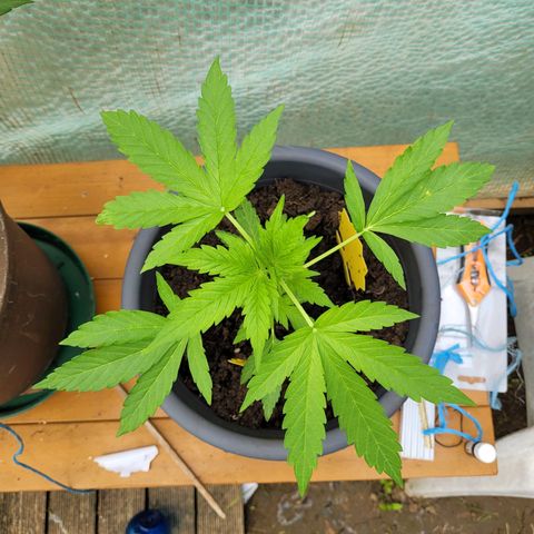 Fat Banana Automatic growlog timeline photo