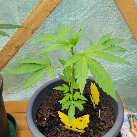 Fat Banana Automatic growlog timeline photo
