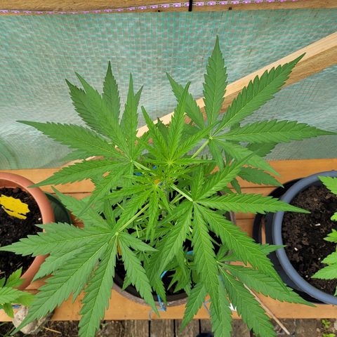 Green Gelato Auto growlog timeline photo