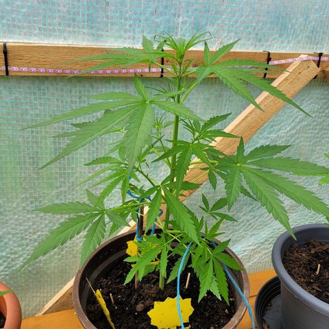 Green Gelato Auto growlog timeline photo