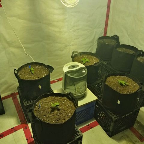 Girl Scout Cookies Fast fem growlog photo: All fired up.