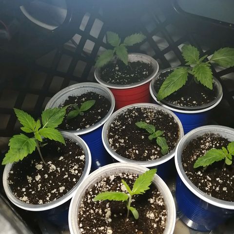 Girl Scout Cookies Fast fem growlog photo: All fired up.