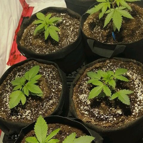 Girl Scout Cookies Fast fem growlog timeline photo