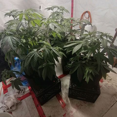 Girl Scout Cookies Fast fem growlog photo: 50 days old from sprout.