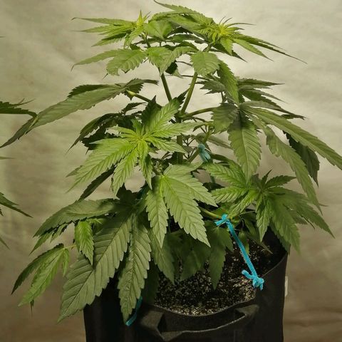 Girl Scout Cookies Fast fem growlog photo: 50 days old from sprout.