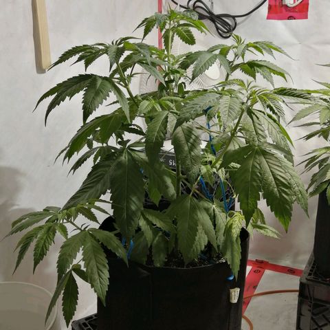 Girl Scout Cookies Fast fem growlog photo: 50 days old from sprout.