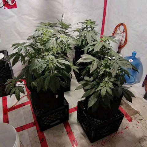 Girl Scout Cookies Fast fem growlog photo: 50 days old from sprout.