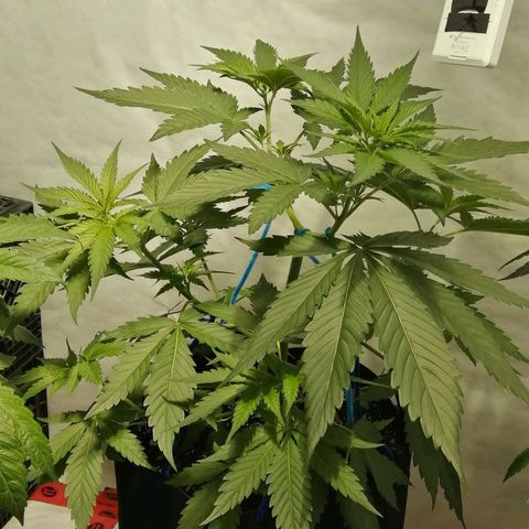 Girl Scout Cookies Fast fem growlog photo: 50 days old from sprout.