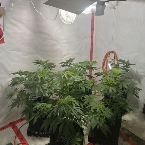 Girl Scout Cookies Fast fem growlog timeline photo