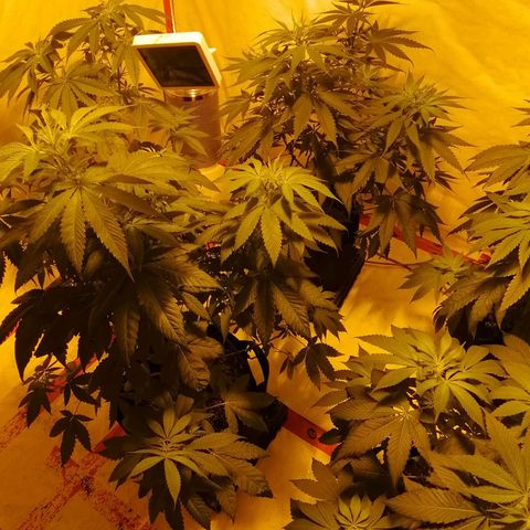 Girl Scout Cookies Fast fem growlog photo: First day of flower cycle completed.