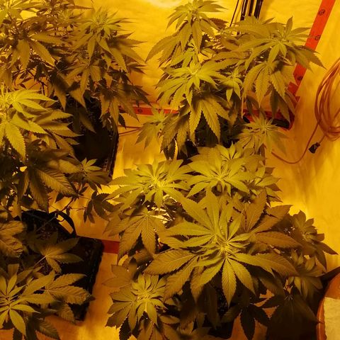 Girl Scout Cookies Fast fem growlog photo: First day of flower cycle completed.