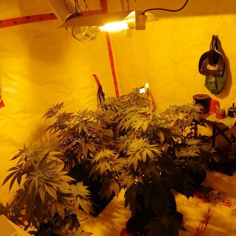 Girl Scout Cookies Fast fem growlog photo: First day of flower cycle completed.