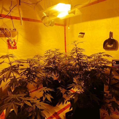 Girl Scout Cookies Fast fem growlog photo: 62 days old.