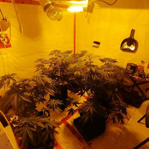 Girl Scout Cookies Fast fem growlog photo: 62 days old.