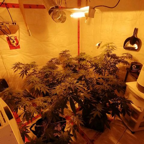 Girl Scout Cookies Fast fem growlog photo: 68 days old, 12th day of flower.