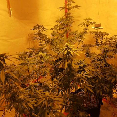 Girl Scout Cookies Fast fem growlog photo: 88 days old, 32 tin flower.