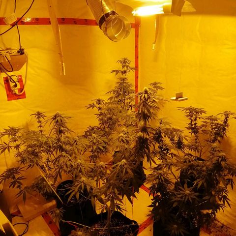 Girl Scout Cookies Fast fem growlog photo: 88 days old, 32 tin flower.
