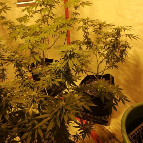 Girl Scout Cookies Fast fem growlog photo: 88 days old, 32 tin flower.