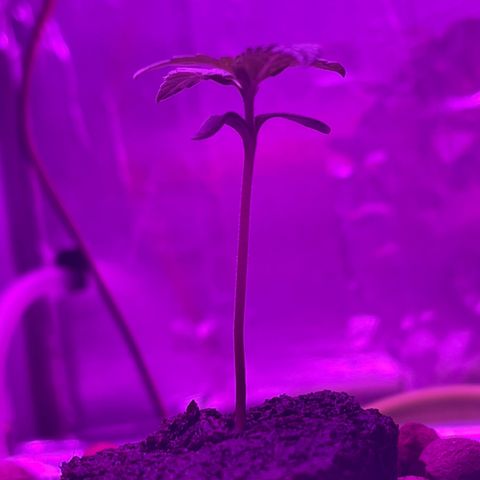 Dolato growlog photo: root damage