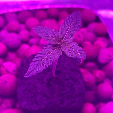 Dolato growlog photo: root damage
