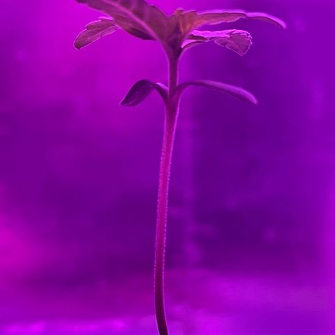Dolato growlog photo: I really like how it shows itself))
Growth rate is especially noteworthy