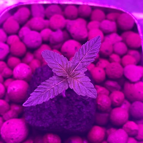 Dolato growlog photo: I really like how it shows itself))
Growth rate is especially noteworthy