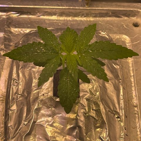 Dolato growlog photo: Woke up after stress
