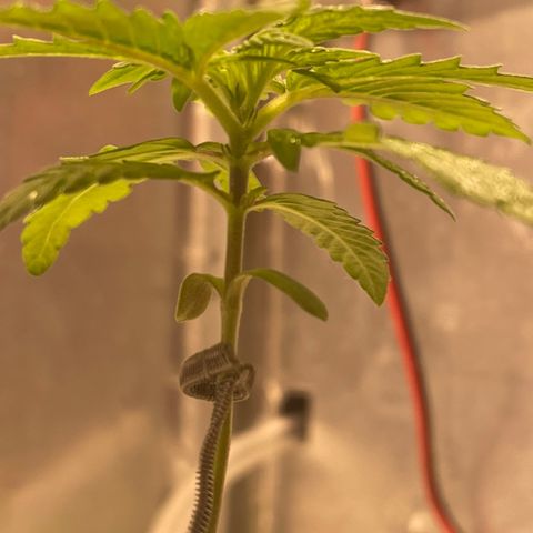 Dolato growlog photo: Woke up after stress