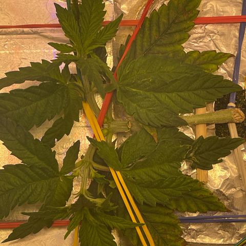 Dolato growlog photo: 🫠