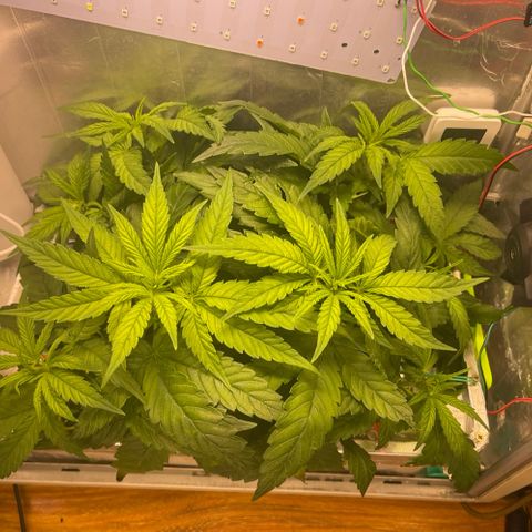 Dolato growlog photo: Square plant