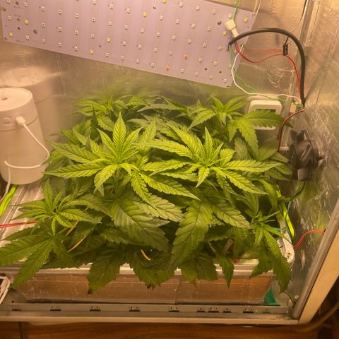 Dolato growlog photo: Square plant