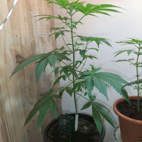 Unbekannte Sorte growlog photo: Erste Runde 
