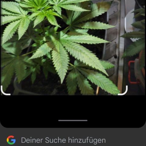 Unbekannte Sorte growlog photo: Erste Runde 