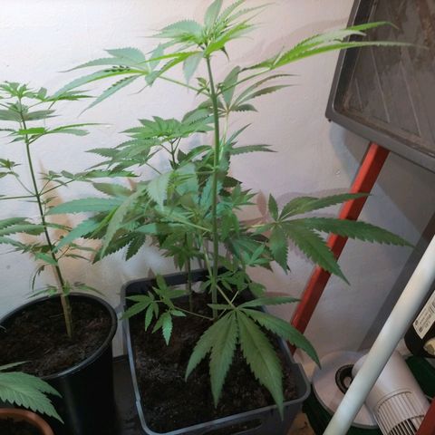 Unbekannte Sorte growlog timeline photo