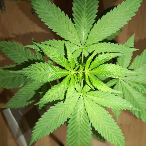 Unbekannte Sorte growlog photo: Test Lauf mit Samen außem Baggy 24