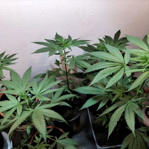Unbekannte Sorte growlog photo: Test Lauf mit Samen außem Baggy 24