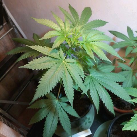 Unbekannte Sorte growlog photo: Test Lauf mit Samen außem Baggy 24