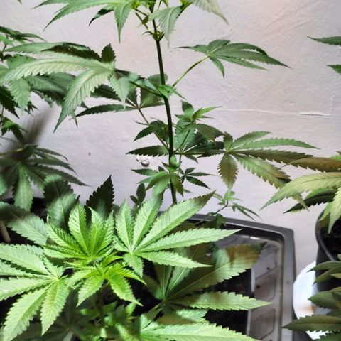 Unbekannte Sorte growlog photo: Test Lauf mit Samen außem Baggy 24