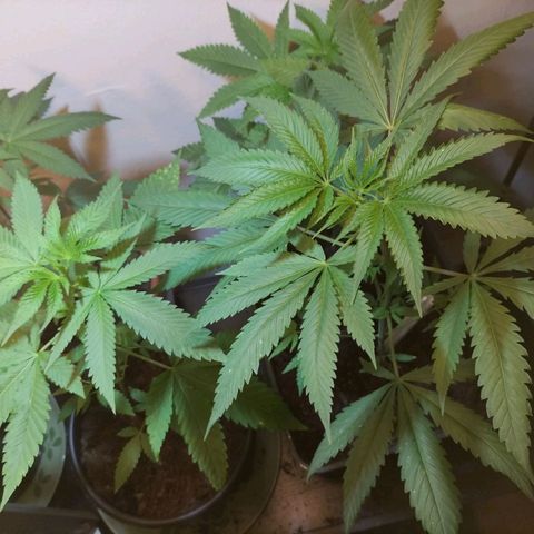 Unbekannte Sorte growlog photo: Test Lauf mit Samen außem Baggy 24